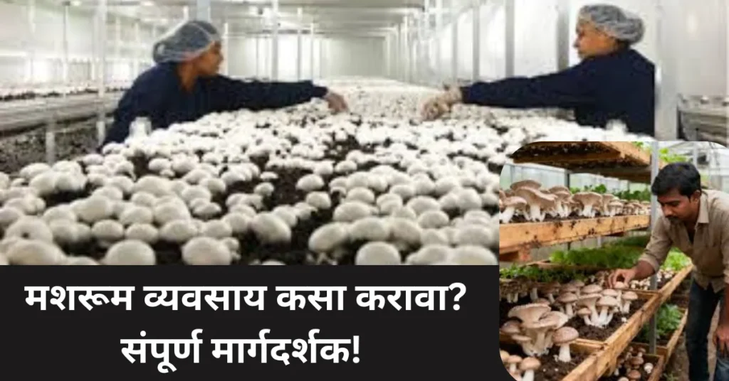 मशरूम शेतीतून लाखोंची कमाई! मशरूम बिजनेस कसा सुरू करायचा? संपूर्ण मार्गदर्शक!